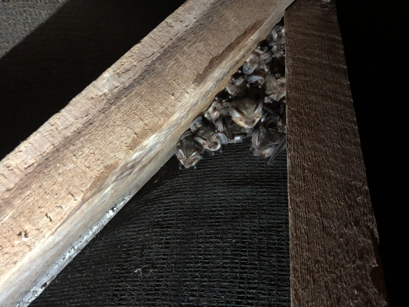 A cluster of brown long-eared bats roosting under timber