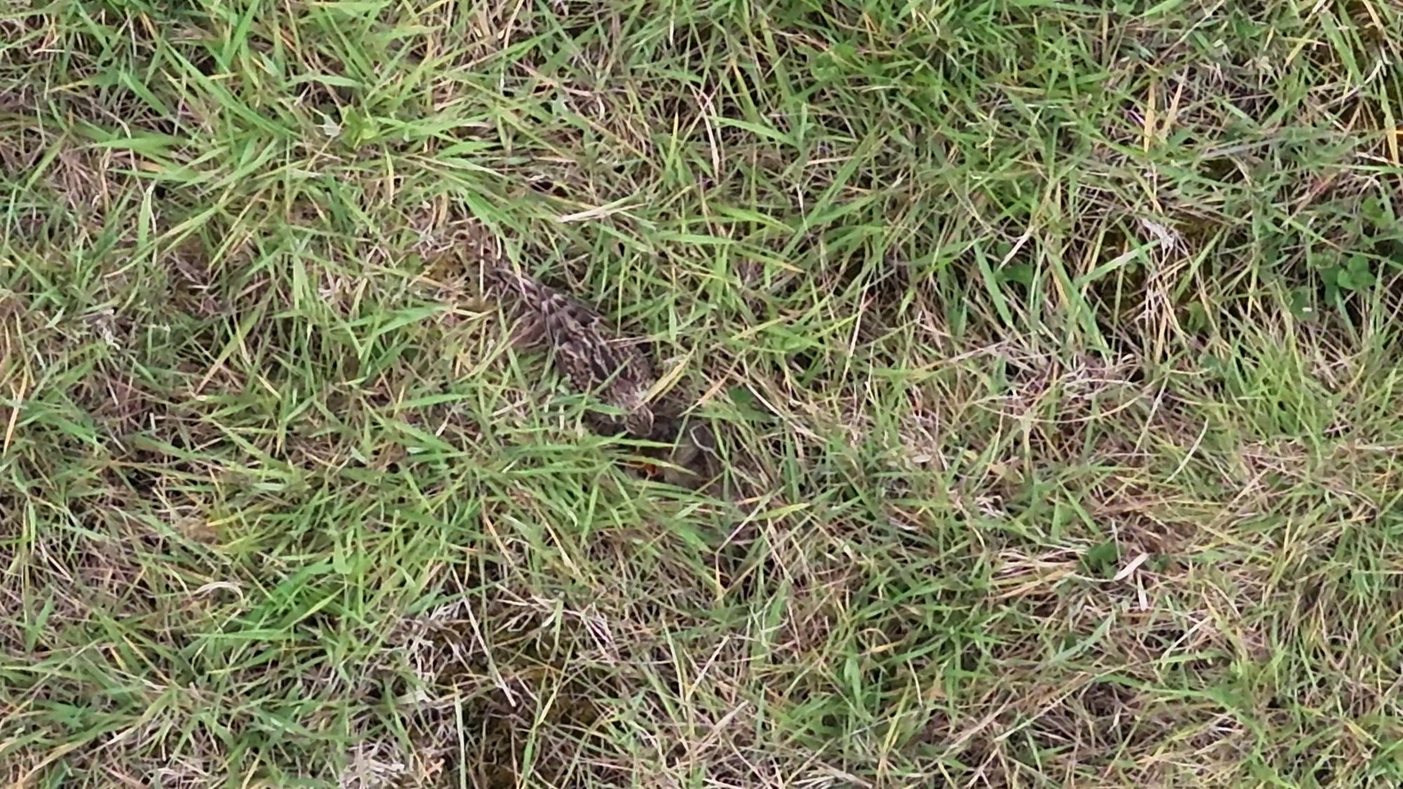 A skylark at its nest in grassland, seen from the drone's zoom camera